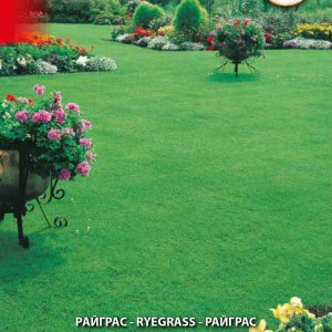 Lawn Ryegrass