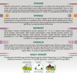 Spanac mare de iarnă