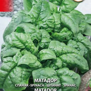 Spinach ‘Matador’