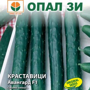 Краставици Авангард F1