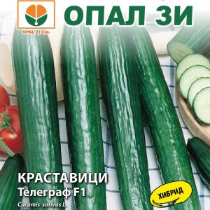 Краставици Телеграф F1