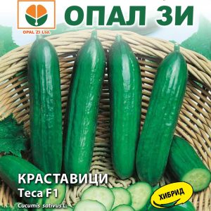 Краставици Теса F1