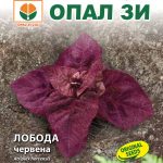 Лобода Червена