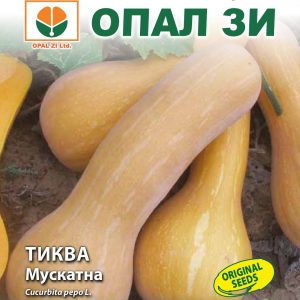 Тиква Мускатна