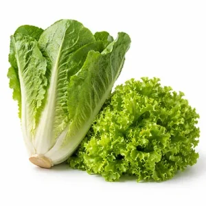Lettuce & Salad Greens