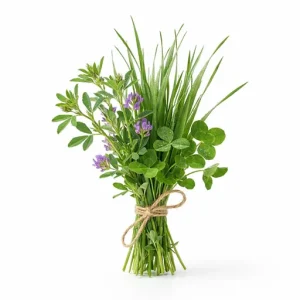 Ierburi și plante furajere
