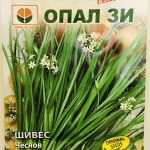 Шивес Чеснов