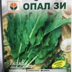 Szczaw ogrodowy „Lapad”