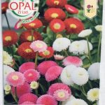 Парички (Белис) микс