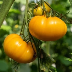 Амана Ориндж (Amana Orange)