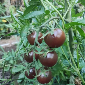 Черно чери (Black Cherry)