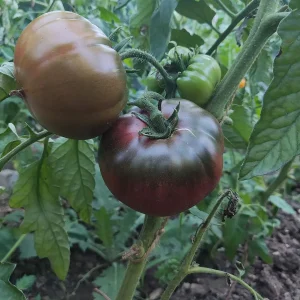 Черен Крим (Black Krim)