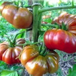 Ред Калабаш (Red Calabash)