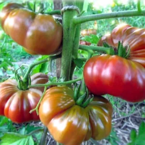 Ред Калабаш (Red Calabash)