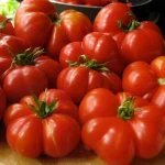 Ред Калабаш (Red Calabash)