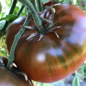 Чероки Чоколейт (Cherokee Chocolate)