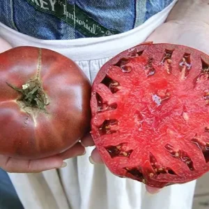 Tomate „Cherokee Purple”