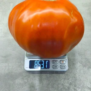 Червен ръбест