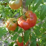 Pomodoro ‘Mortgage Lifter’