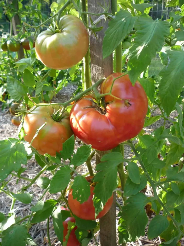 Pomodoro ‘Mortgage Lifter’