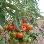 Стюпис (Stupice)