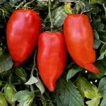 Tomate „Polish Linguisa”