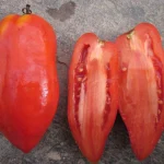 Tomate „Polish Linguisa”