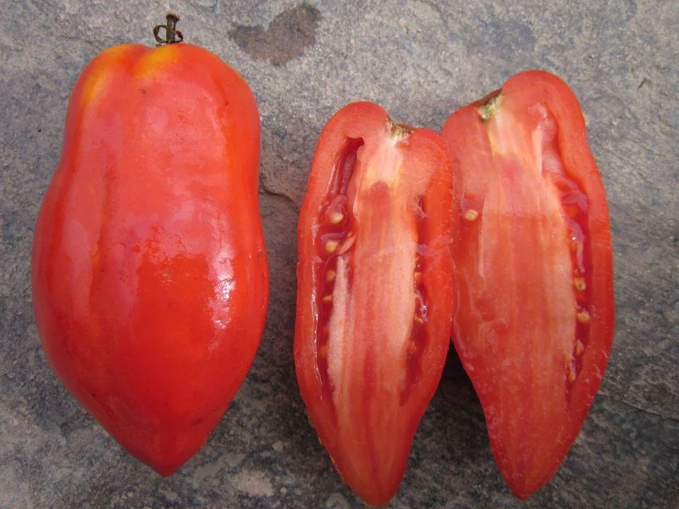 Tomate „Polish Linguisa”