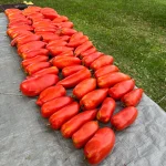 Tomate „Polish Linguisa”