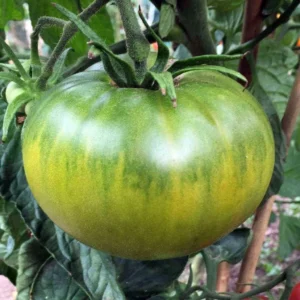 Аунт Руби немски зелен (Aunt Ruby's German Green)
