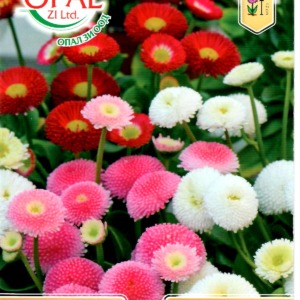 Bellis Daisy Mix