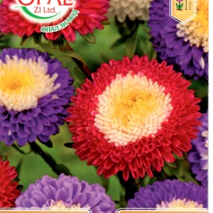 Bicolour Pompon Aster
