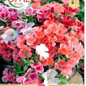 Godetia