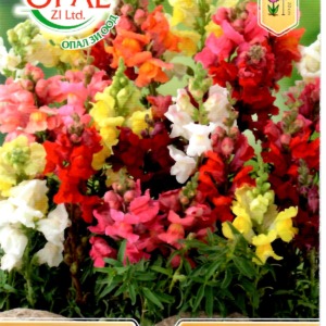 Snapdragon