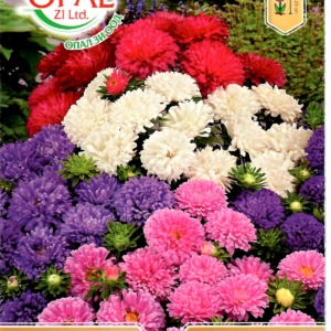 Mini Aster Mix