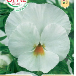 White Pansy