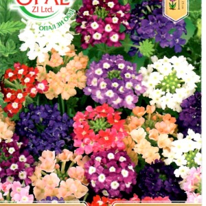 Verbena Mix