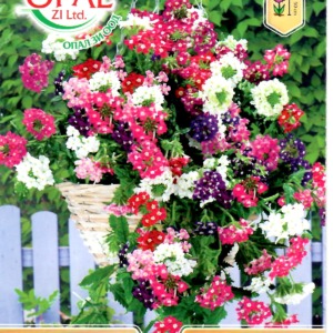 Trailing Verbena Mix