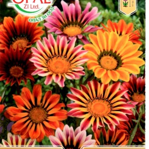 Gazania Mix