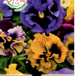 Pansy ‘Rococo’