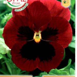 Red Pansy