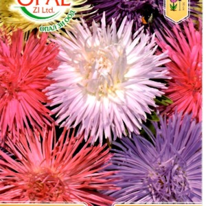 Needle Aster Mix