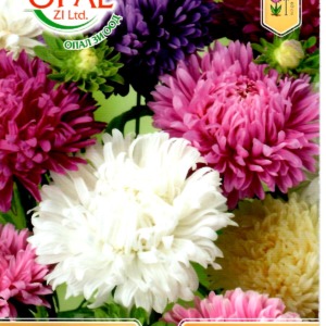 Ostrich Feather Aster Mix