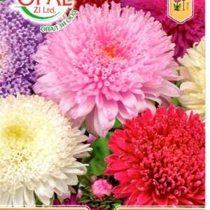 Princess Aster Mix
