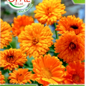 Medicinal Calendula – Edible Flower