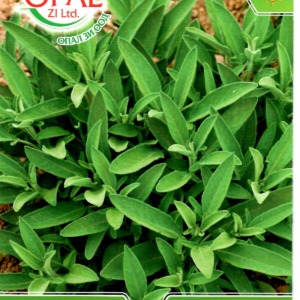 Garden Sage