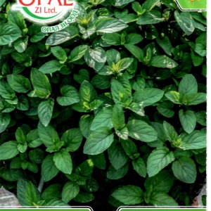 Spearmint