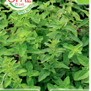 Oregano