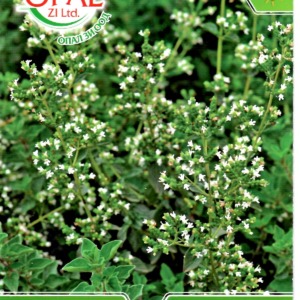 White Oregano