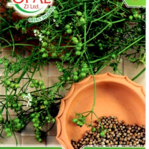 Coriander